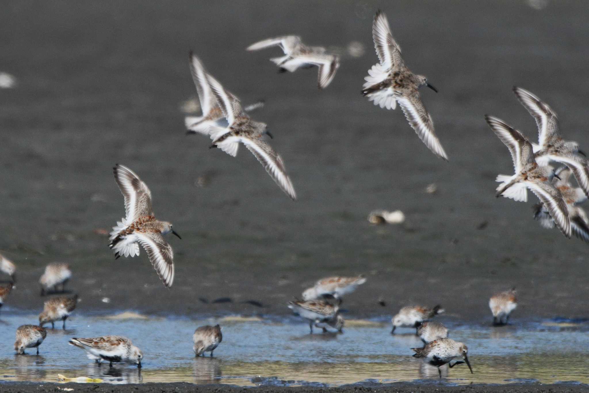 Photo of Dunlin at Sambanze Tideland by geto