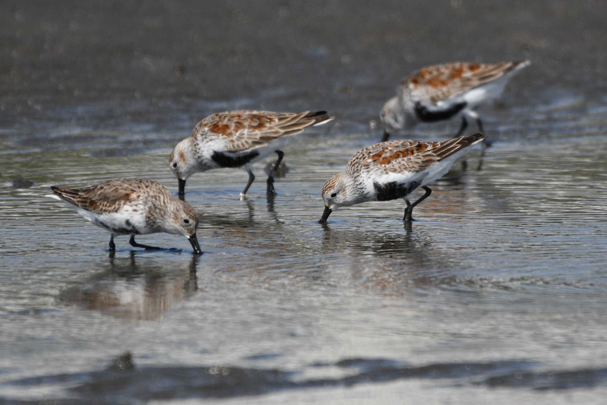 Dunlin