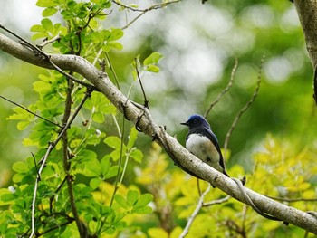 Blue-and-white Flycatcher 宮ヶ瀬 Sat, 4/22/2023