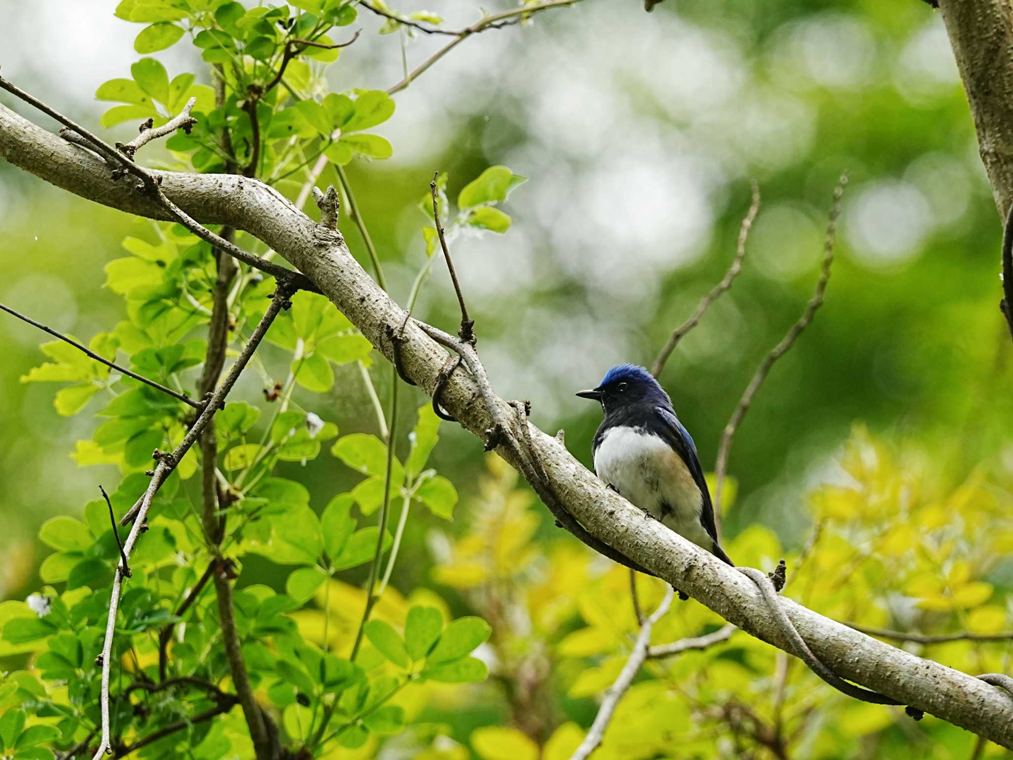 Photo of Blue-and-white Flycatcher at 宮ヶ瀬 by yumineko