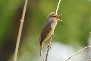 Sun, 4/23/2023 Birding report at Watarase Yusuichi (Wetland)