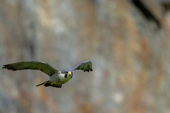 Peregrine Falcon 部埼灯台 Sun, 4/23/2023