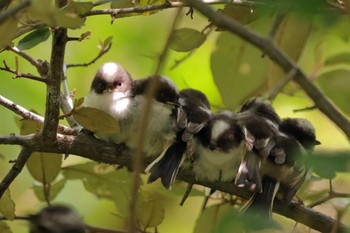 エナガ 土器川生物公園 2023年4月23日(日)