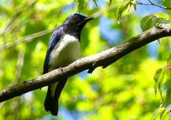 2023年4月22日(土) 栃木県民の森の野鳥観察記録