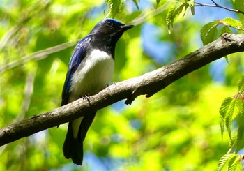 オオルリ 栃木県民の森 2023年4月22日(土)