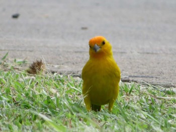 Saffron Finch オアフ島マジックアイランド Sat, 4/1/2023