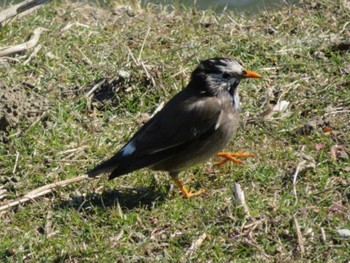 White-cheeked Starling 新河岸川 Mon, 2/10/2020