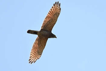 Grey-faced Buzzard 千葉県柏市 Sun, 4/16/2023