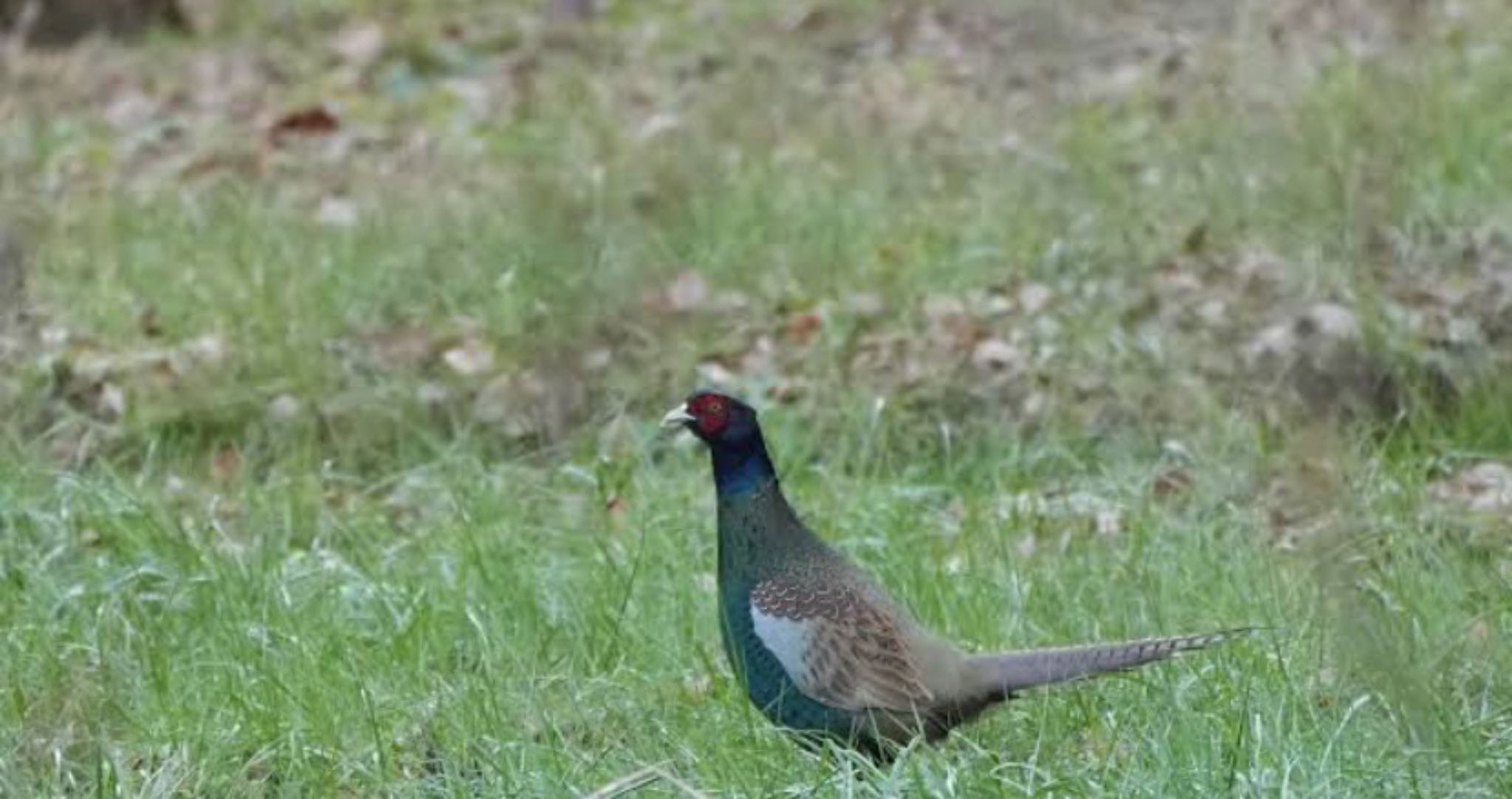 Photo of Green Pheasant at 空き地 by Rei 