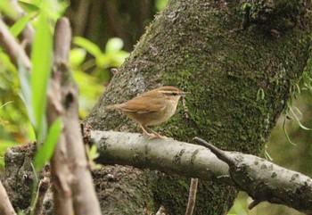 2023年4月24日(月) 鶴舞公園(名古屋)の野鳥観察記録