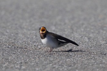 未同定 場所が不明 2018年5月20日(日)