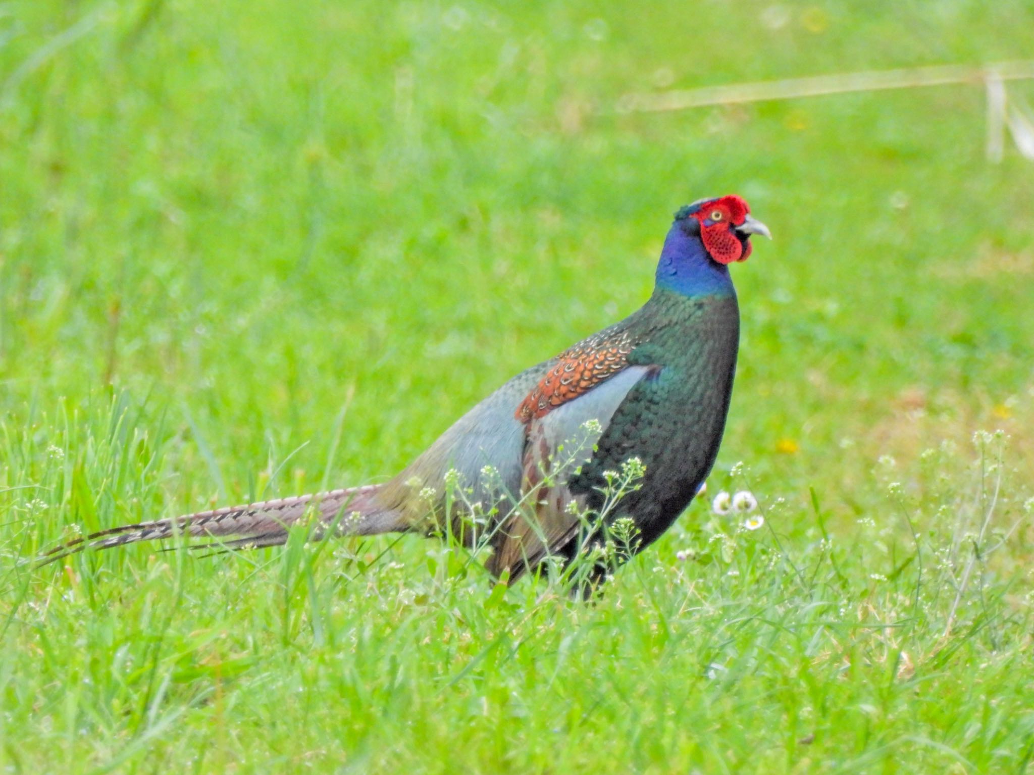 Green Pheasant