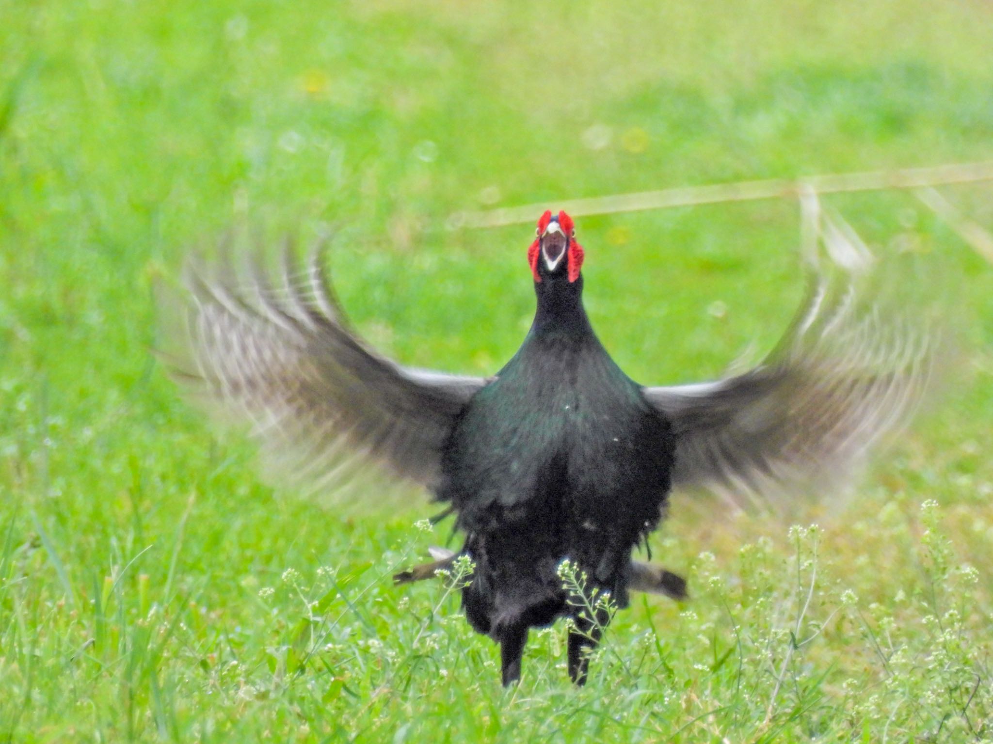 Green Pheasant