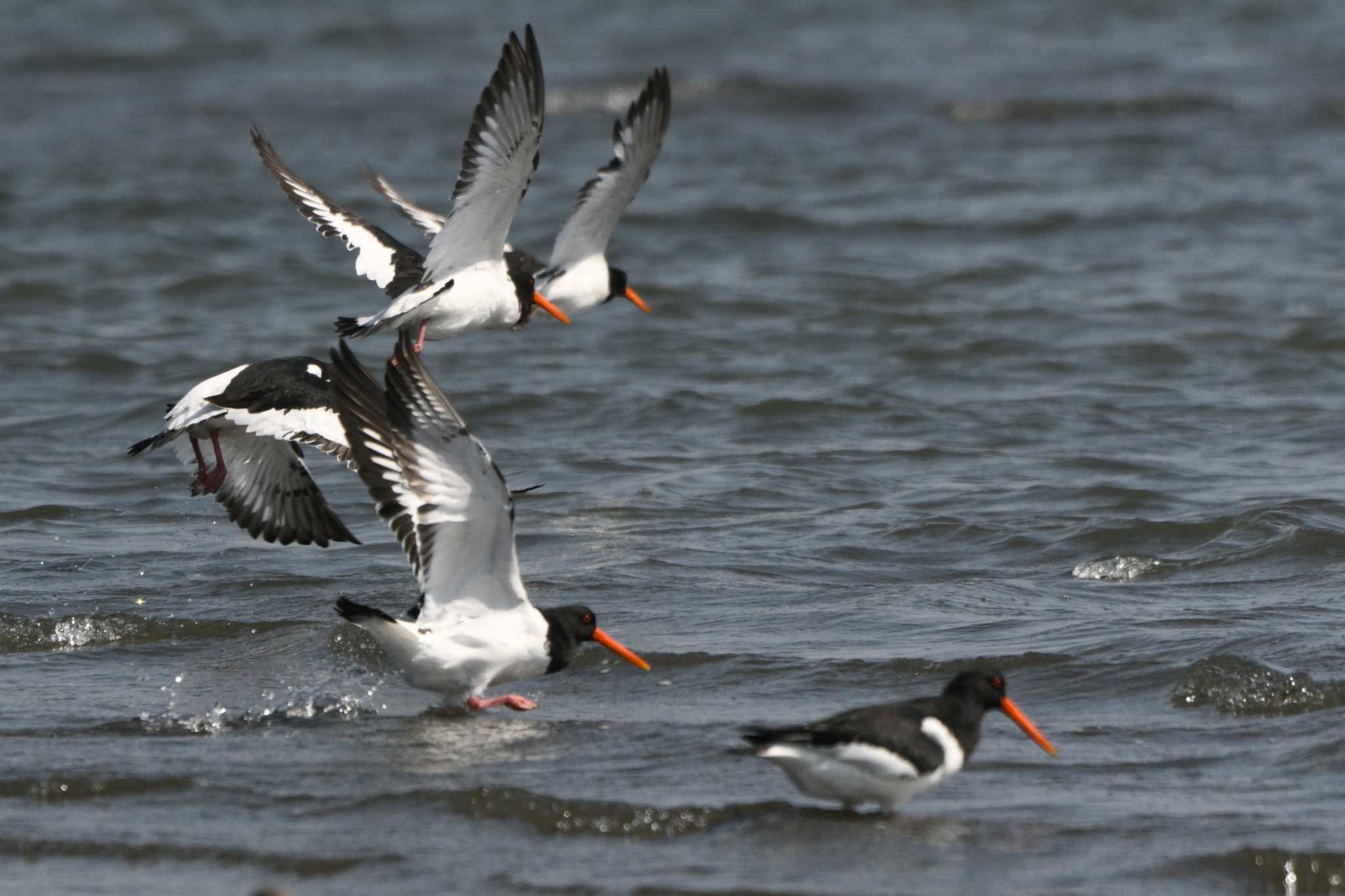 ふなばし三番瀬海浜公園 ミヤコドリの写真 by geto