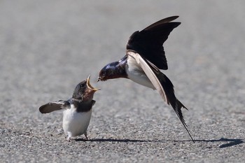 未同定 場所が不明 2018年5月20日(日)