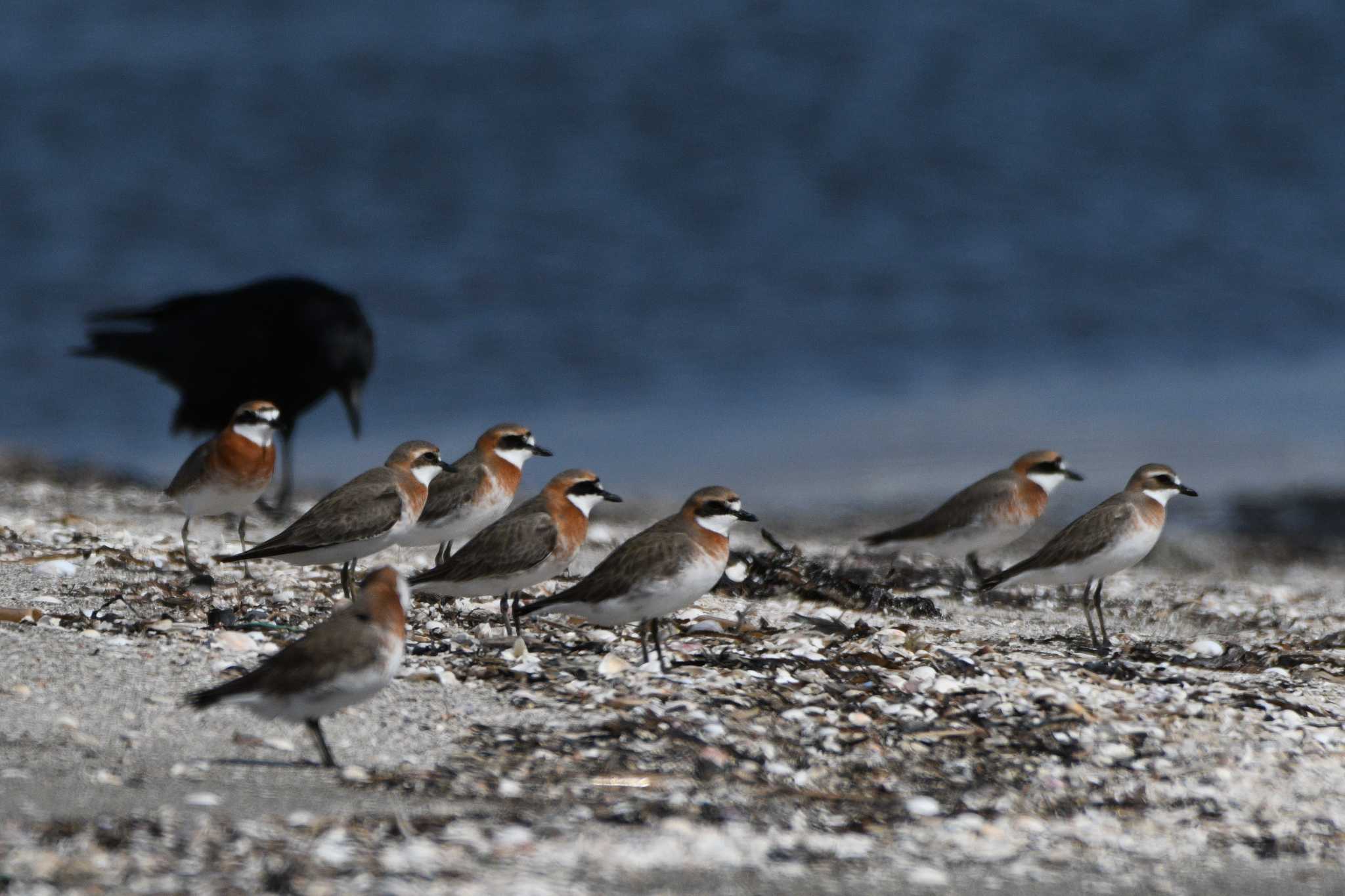 Siberian Sand Plover