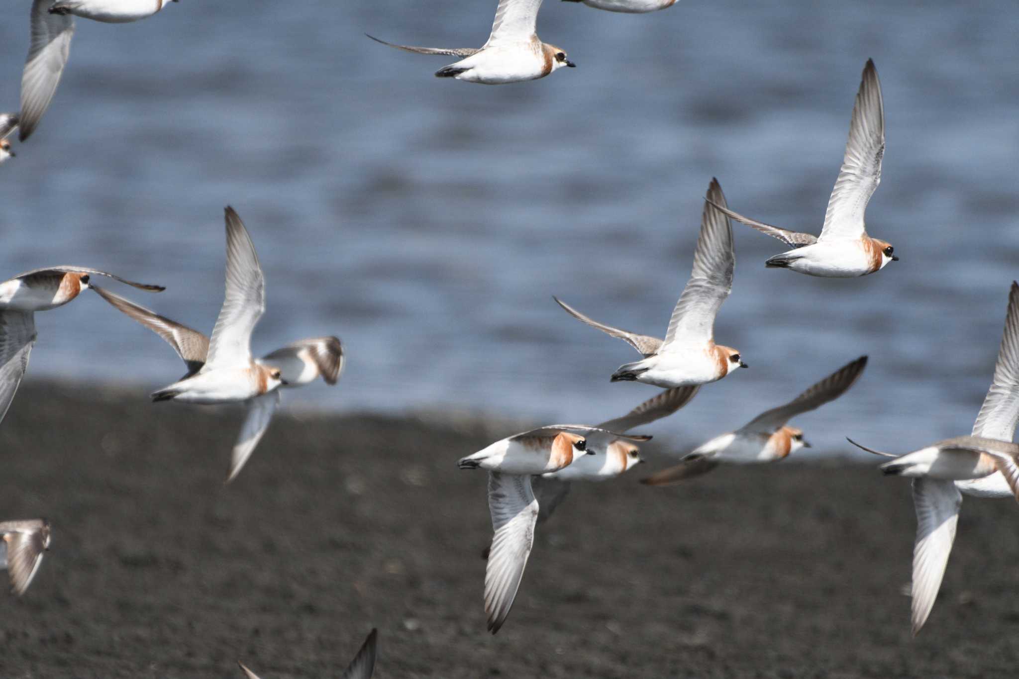 Photo of Siberian Sand Plover at Sambanze Tideland by geto