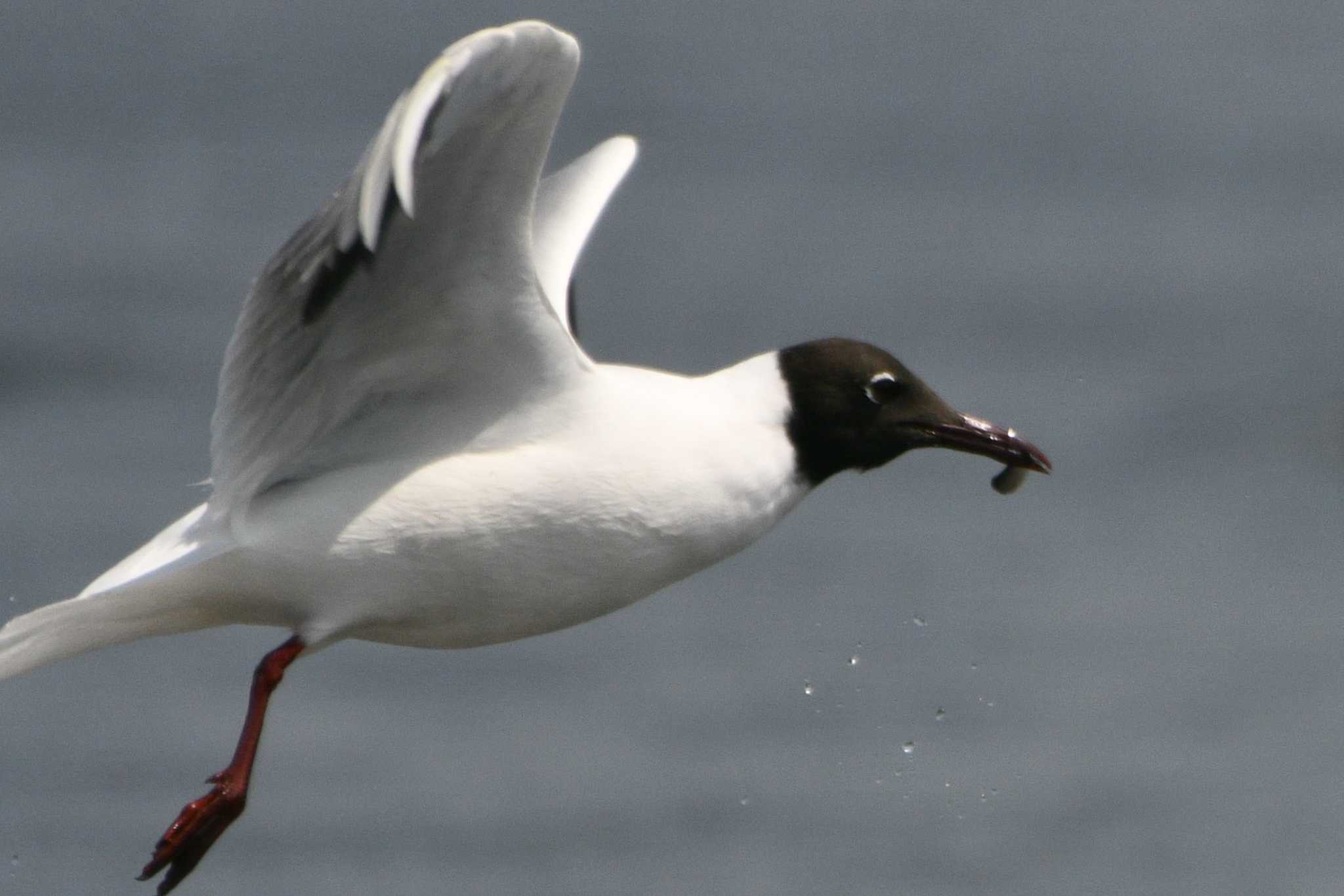 Black-headed Gull