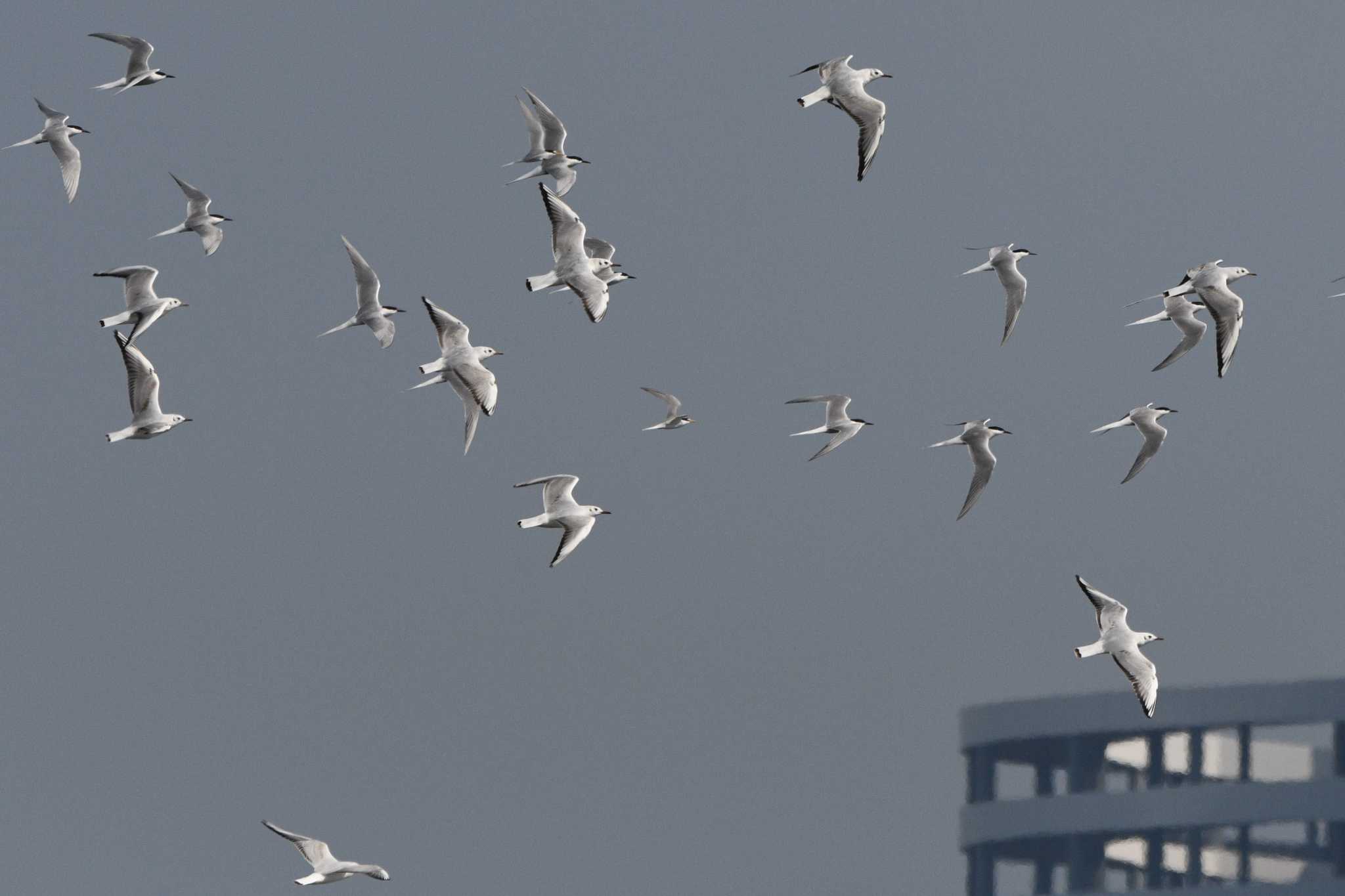 Photo of Black-headed Gull at Sambanze Tideland by geto