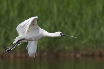 2023年4月23日(日) 葛西臨海公園の野鳥観察記録