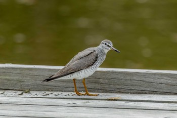 Grey-tailed Tattler 茨城県日立市 Mon, 4/24/2023