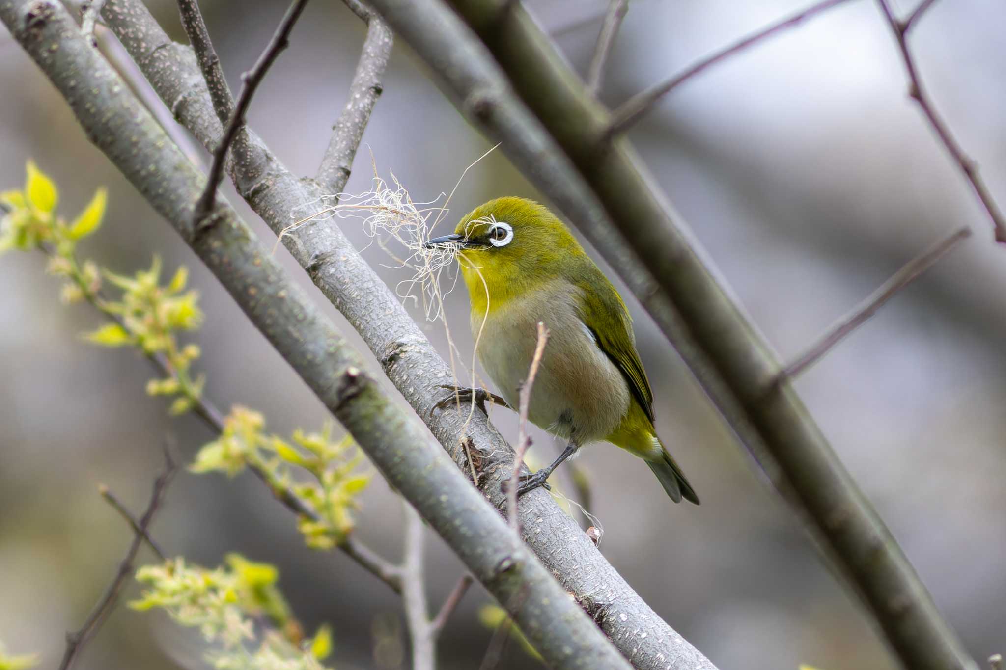 Photo of Warbling White-eye at 国営ひたち海浜公園 by kirin