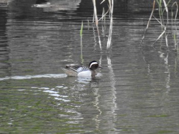 Garganey 三重県松阪市 Mon, 4/24/2023