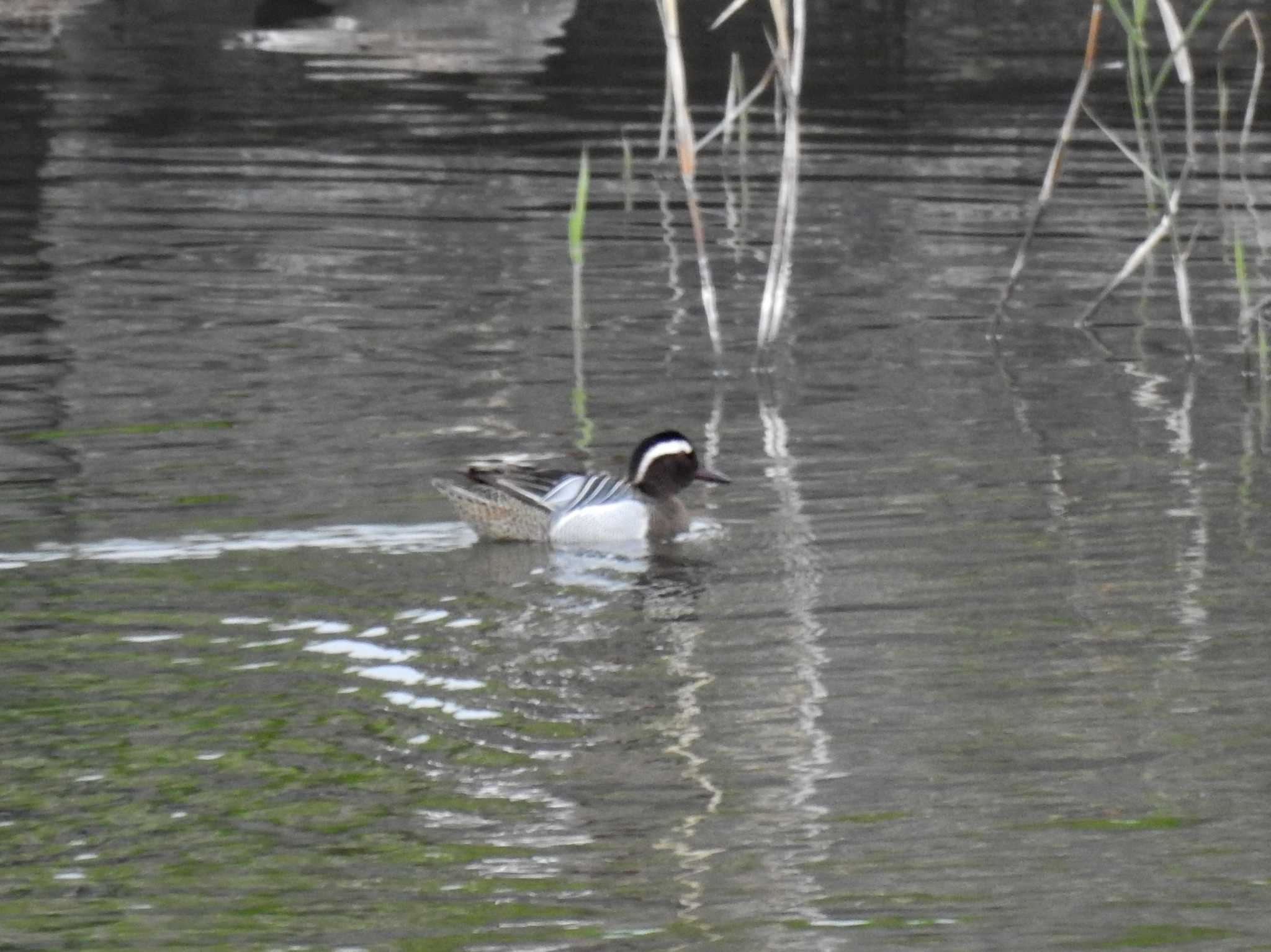 Garganey