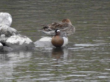 Garganey 三重県松阪市 Mon, 4/24/2023