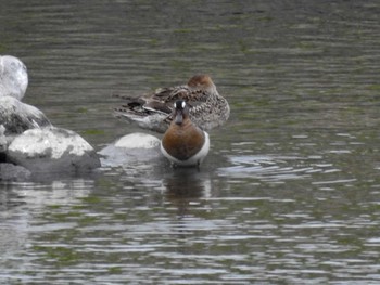 Garganey 三重県松阪市 Mon, 4/24/2023