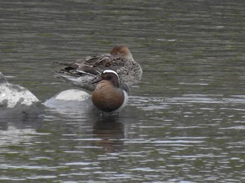 Garganey 三重県松阪市 Mon, 4/24/2023