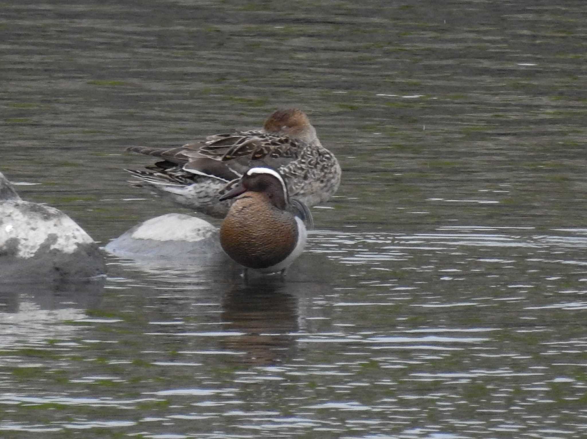 Garganey