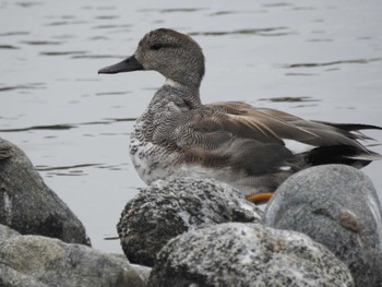 Gadwall 三重県松阪市 Mon, 4/24/2023