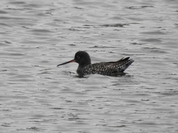 Spotted Redshank 三重県松阪市 Mon, 4/24/2023