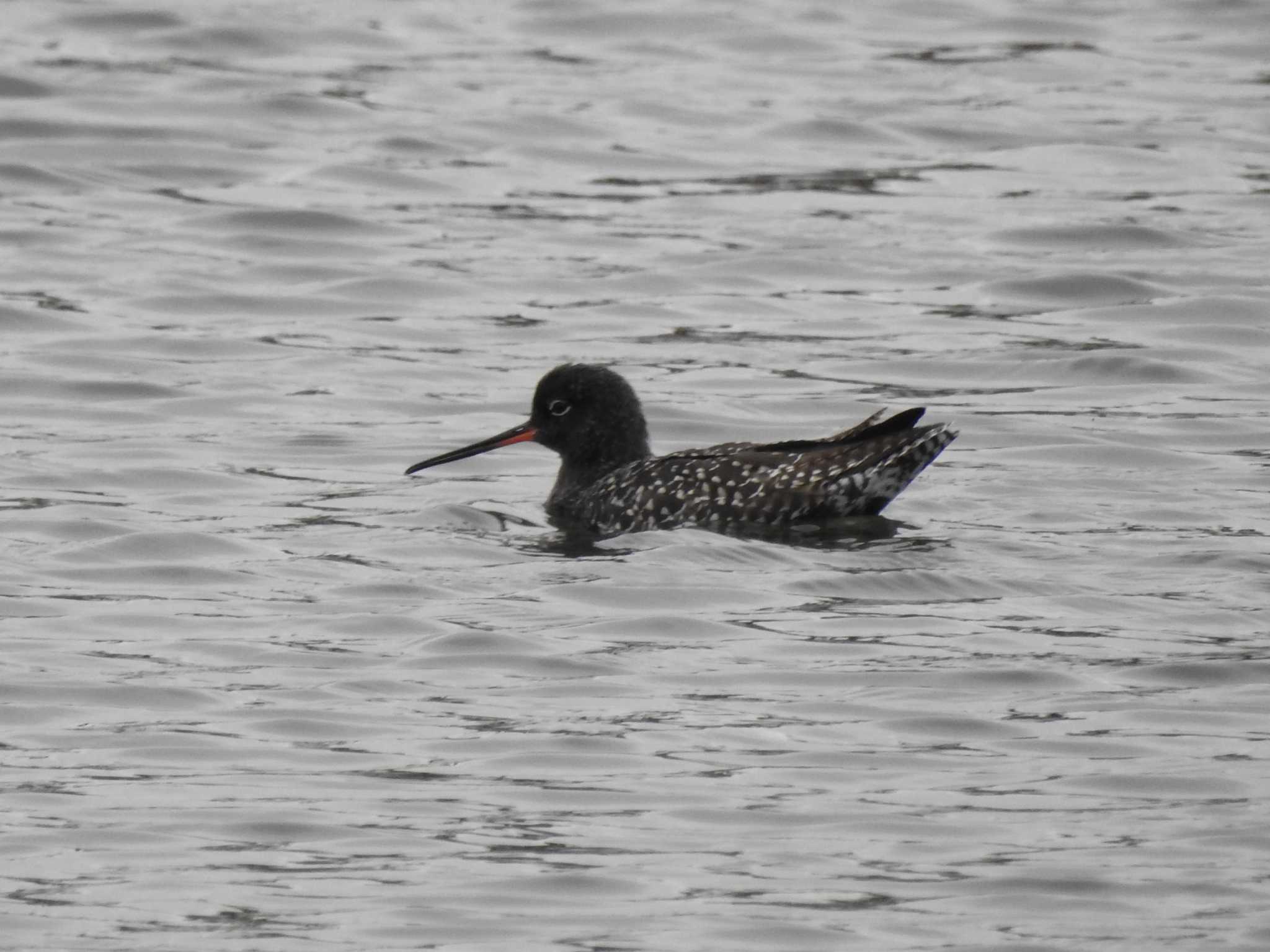 Spotted Redshank