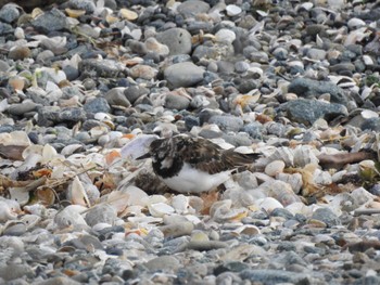 Ruddy Turnstone 三重県松阪市 Mon, 4/24/2023