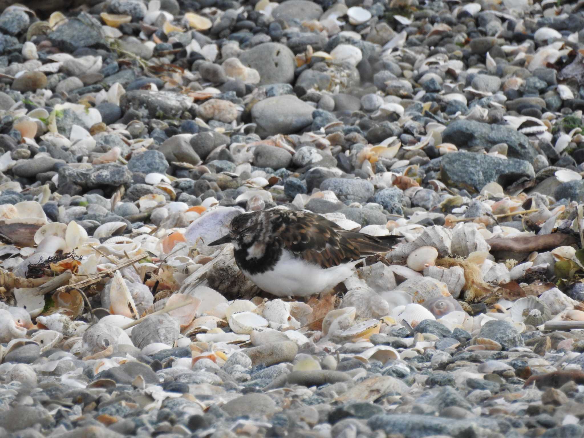 Ruddy Turnstone