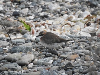 Siberian Sand Plover 三重県松阪市 Mon, 4/24/2023