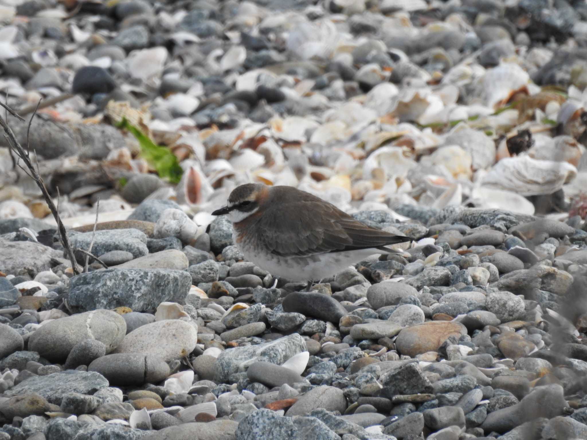 Siberian Sand Plover