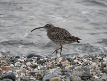 Eurasian Whimbrel 三重県松阪市 Mon, 4/24/2023