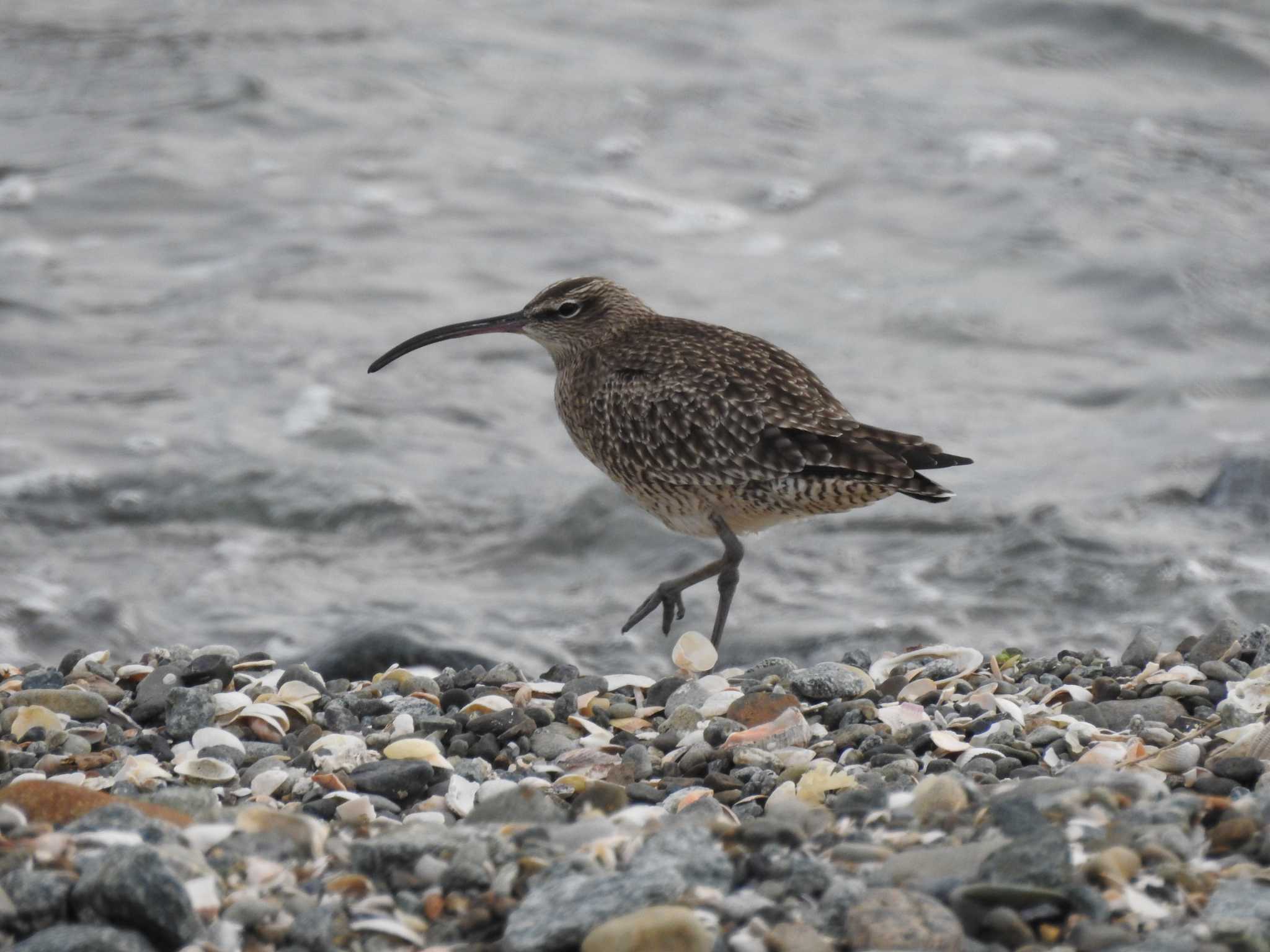 Eurasian Whimbrel