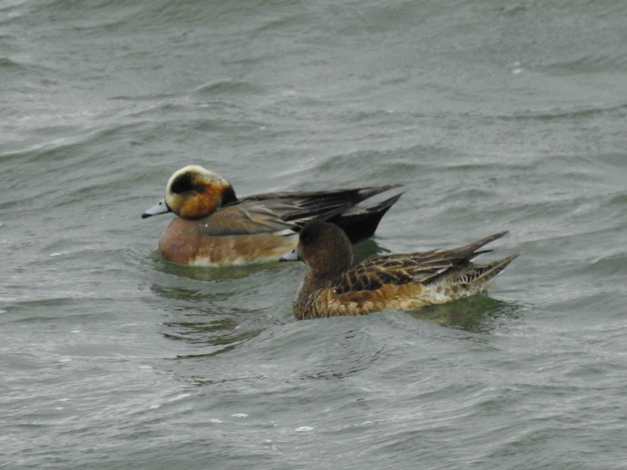 American Wigeon