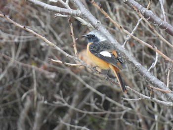 Daurian Redstart 和田公園(稲敷市) Sat, 2/25/2023