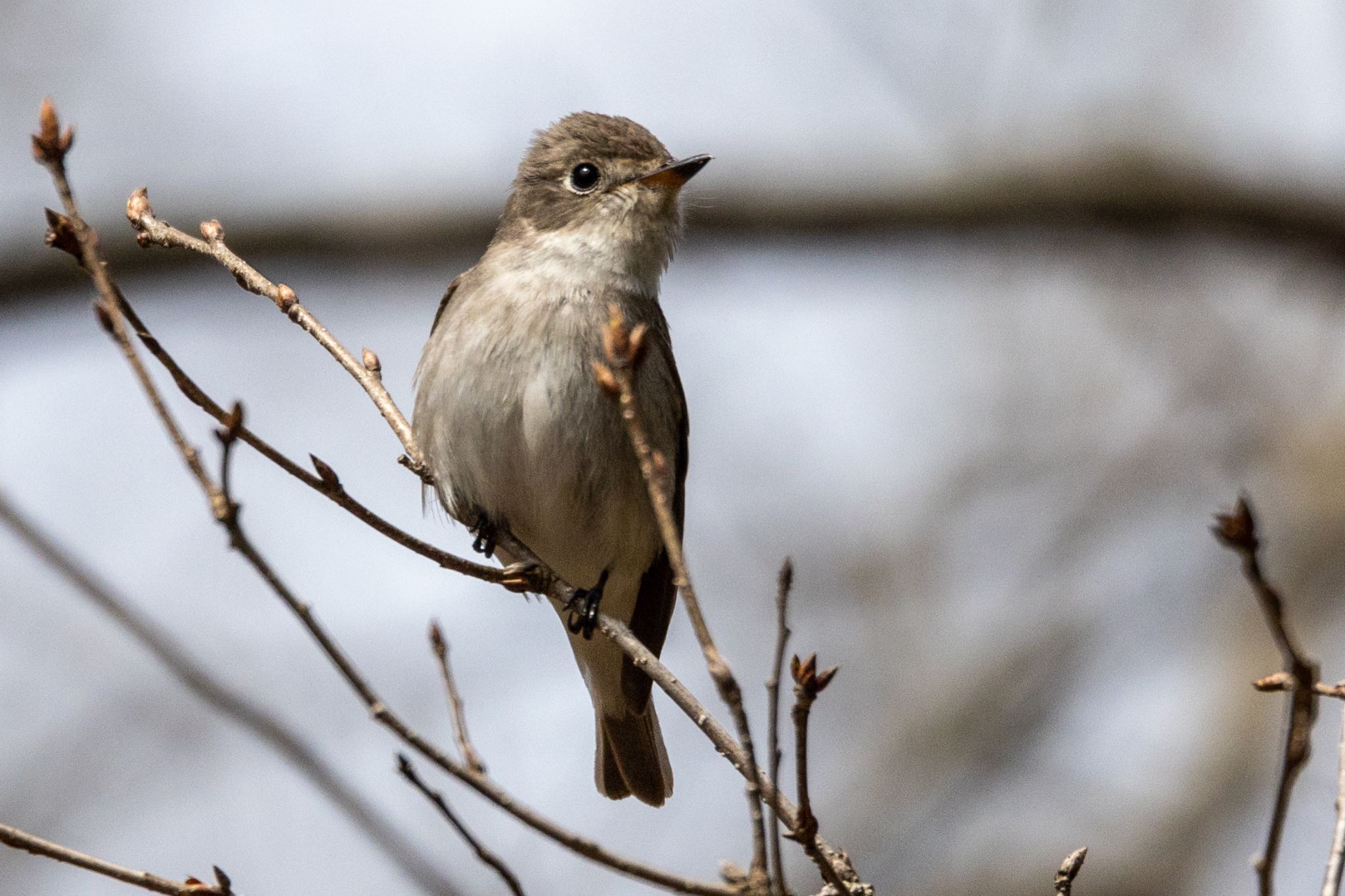 Photo of Asian Brown Flycatcher at ひるがの高原(蛭ヶ野高原) by 青ちゃん