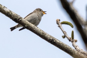 Asian Brown Flycatcher ひるがの高原(蛭ヶ野高原) Sun, 4/23/2023