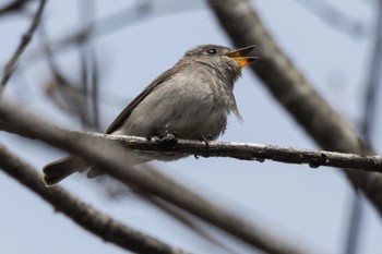 Asian Brown Flycatcher ひるがの高原(蛭ヶ野高原) Sun, 4/23/2023