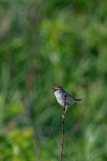 Zitting Cisticola 山口県秋吉台 Sat, 6/2/2018