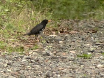 Sat, 4/22/2023 Birding report at 丸火自然公園