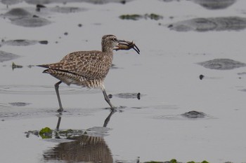 2023年4月22日(土) 谷津干潟の野鳥観察記録