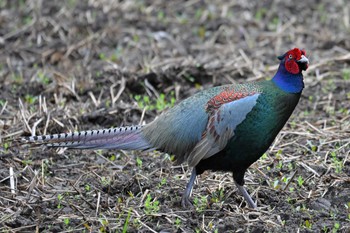 Green Pheasant 千葉県柏市 Sun, 4/16/2023